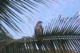 Cahuita