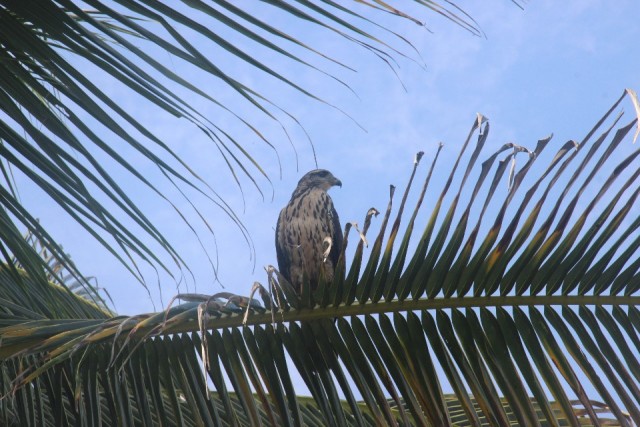Cahuita