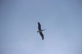 Cahuita
