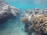 Diving Utila