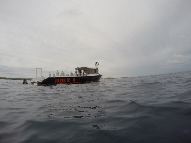 Diving Utila