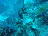 Diving Utila