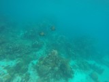 Diving Utila