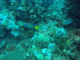 Diving Utila