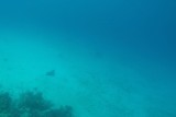 Diving Utila