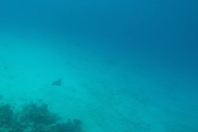 Diving Utila