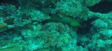 Diving Utila