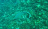 Diving Utila