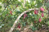La Corona