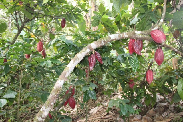 La Corona