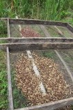 La Corona