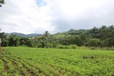 La Corona