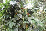 La Corona