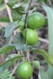 La Corona