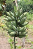 La Corona