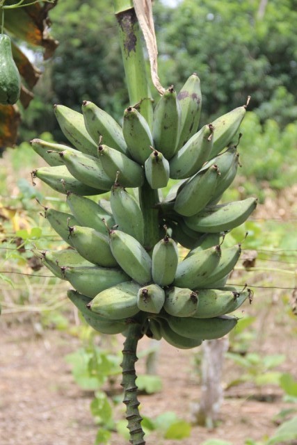 La Corona