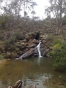 The blowhole