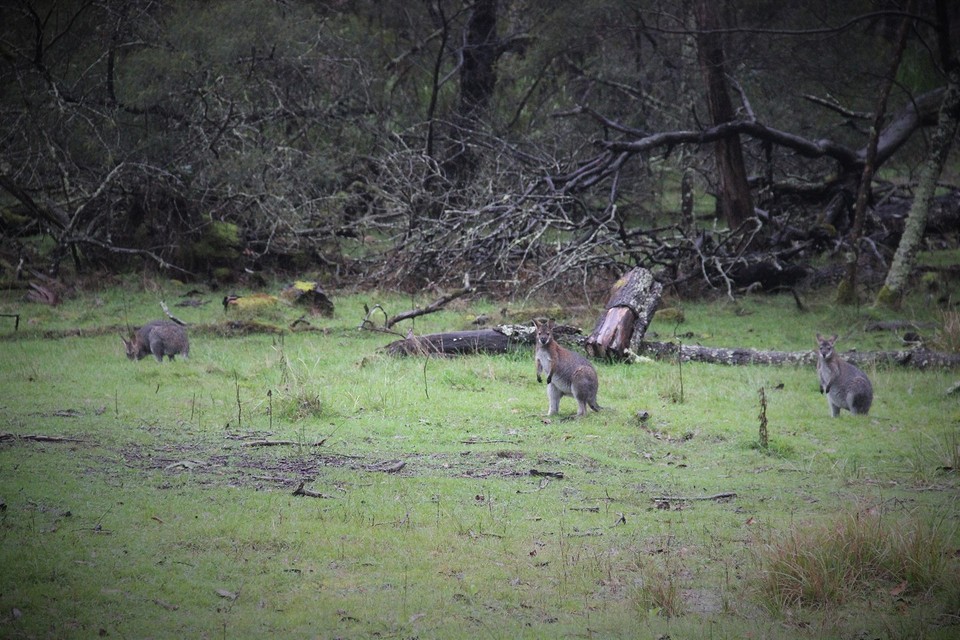 Lower glenelg national park