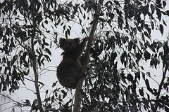 Lower glenelg national park