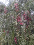 Peper boom