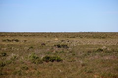 The Nullarbor