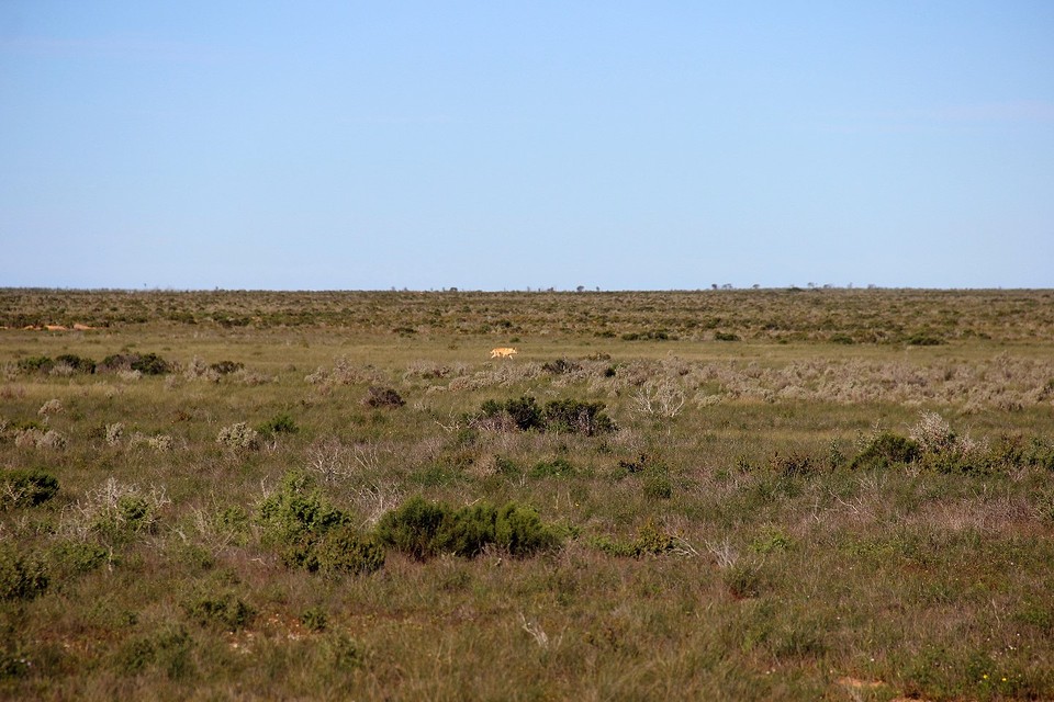 The Nullarbor