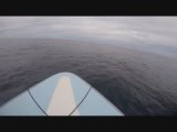 Dolfijntje aan de boot
