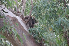 Koala island