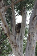 Koala island