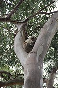 Koala island
