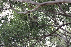Koala island