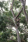 Bairnsdale, Australië