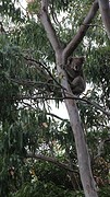 Koala island
