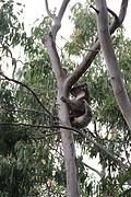 Koala island