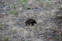 Echidna