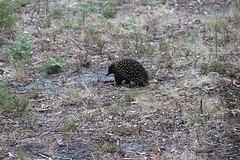 Echidna