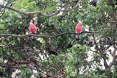 Roze kaketoe