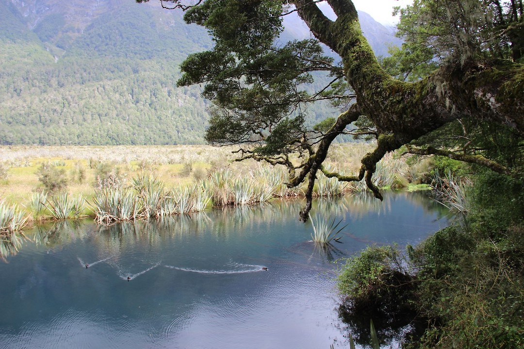 Mirror Pools