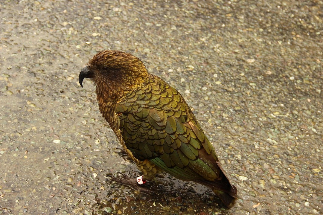 Kea