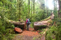 Hollyford Track
