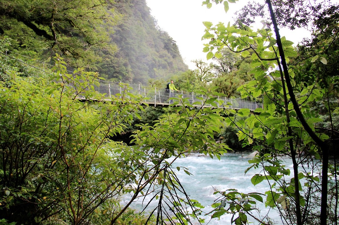 Hollyford Track