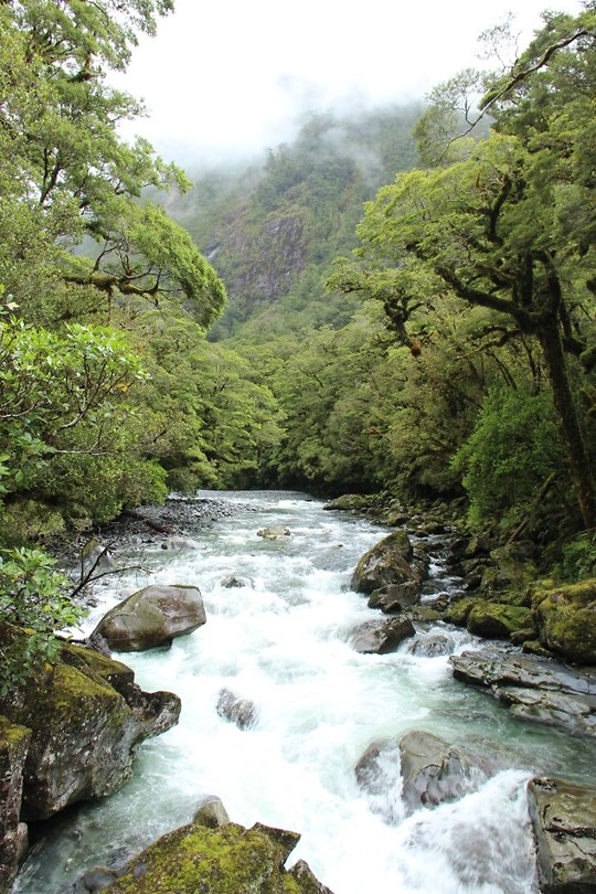 Hollyford Track