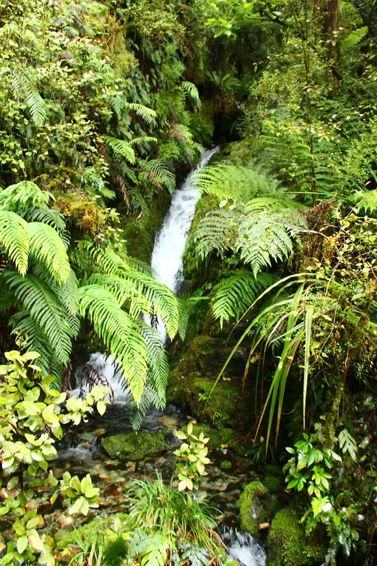 Hollyford Track
