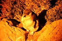 Fairy pinguin
