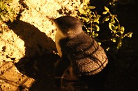 Fairy pinguin