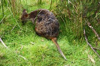 Cradle Valley