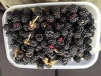 Lekkere braambessen geplukt