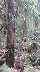 In wandelingetje troch de jungle