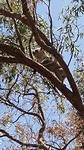 Eindelik spotte Syb in koala nei in hiele trip de berg op yn 40°!!