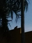 In possum op it dak dy't ik moarns 5 oere ontdekte..